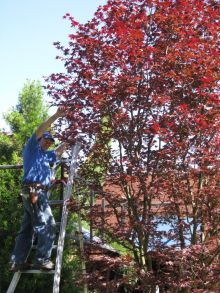 Pruning with Steve K.