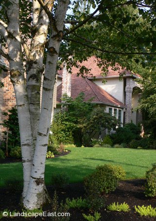 Ornamental & Structural Pruning Services
