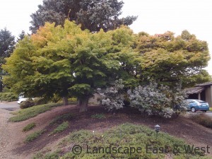 Acer Tree Before Pruning Portland Landscaping