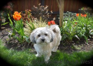 Portland Landscaping Pet Friendly Plants