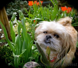 Portland Landscaping Pet Friendly Plants