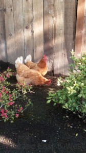Portland Landscaping Pest Control
