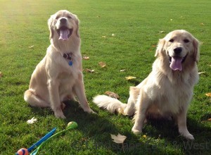 Portland Landscaping for Pets