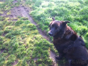 Portland Landscaping for Pets
