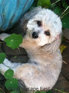 Portland Landscaping for Dogs