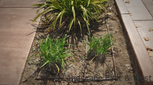 Drip irrigation