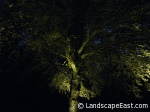 Uplights for Trees in Portland Landscaping