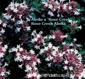 Portland Landscaping Abelia 'Rose creek'