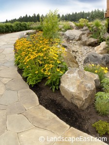 Portland landscaping Black-Eyed Susan