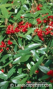 Portland Landscaping Aucuba japonica 'Serratifolia'