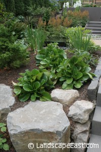 Portland Landscaping Bergenia