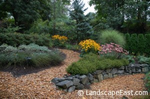 Portland Landscaping Sedum Matrona