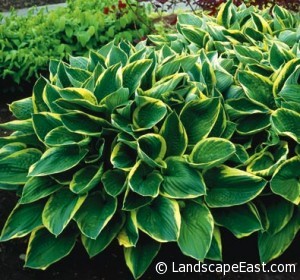 Hillsboro Landscaping Plant