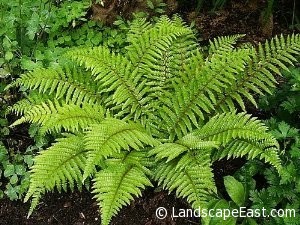Polystichum polyblepharum
