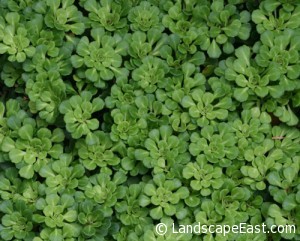 Saxifraga 'Primuloides'