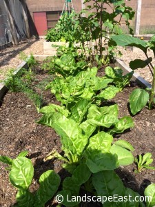 Fresh Veggies