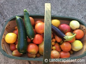 Veggies
