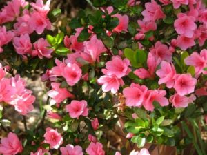 Azaleas