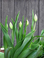 budding tulip spring landsdcaping tips