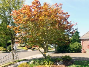 Pruned Tree with Fall Colors