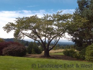 Cherry Tree After Pruning Portland Landscaping