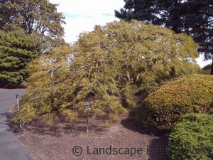 Laceleaf Maple Tree After Portland Landscaping