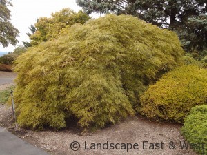 Laceleaf Maple Tree Before Portland Landscaping