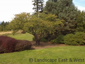 Portland Landscaping Cherry Tree Pruning