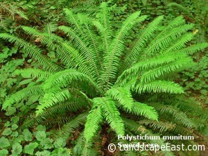 Portland landscaping sword fern