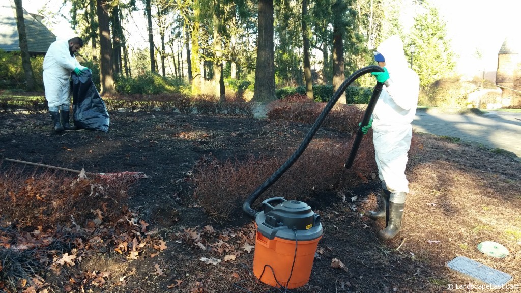 During Boxwood Blight Mitigation