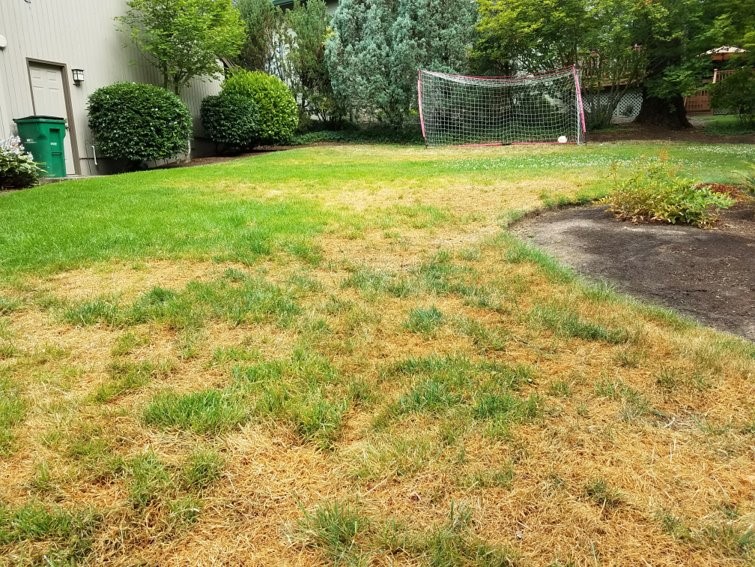 What are some signs my grass is dying?