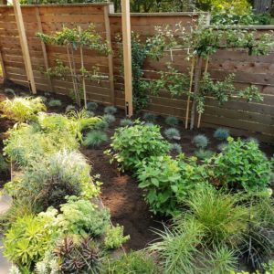 plants