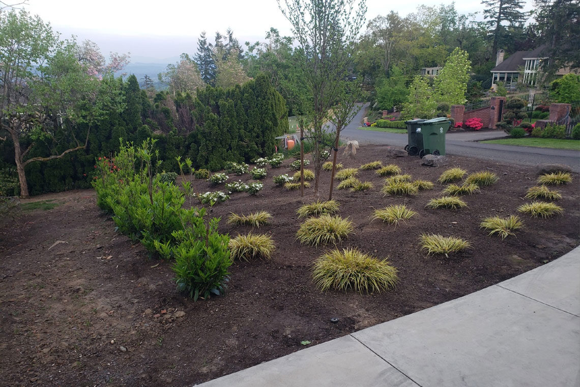 Lake Oswego Trees and Plants